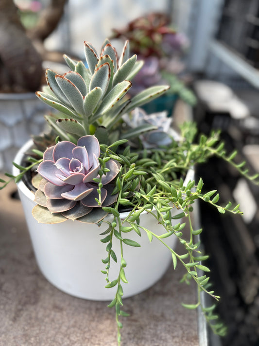 Succulent Garden Workshop